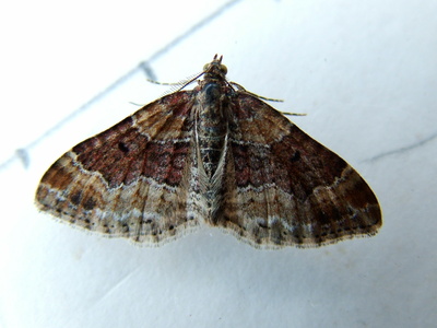 Red Twin-spot Carpet